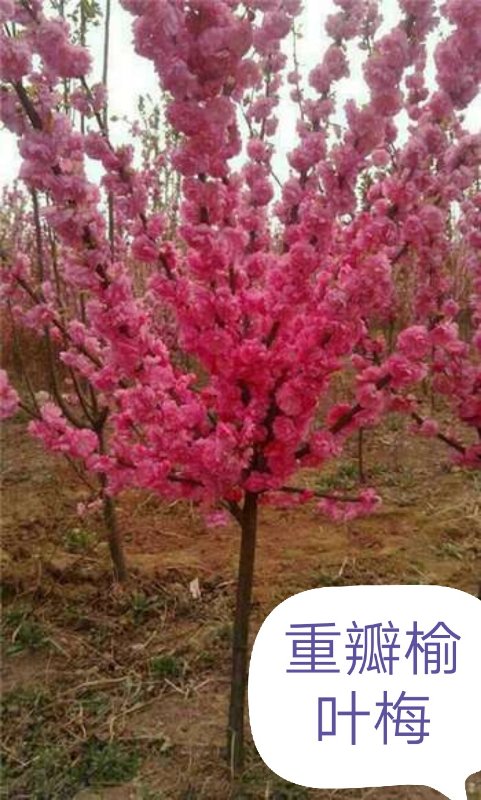 內蒙古苗木—重瓣榆葉梅