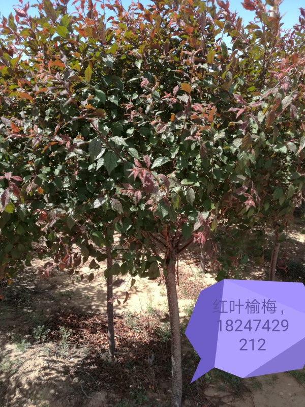內蒙古苗木—紅葉榆梅