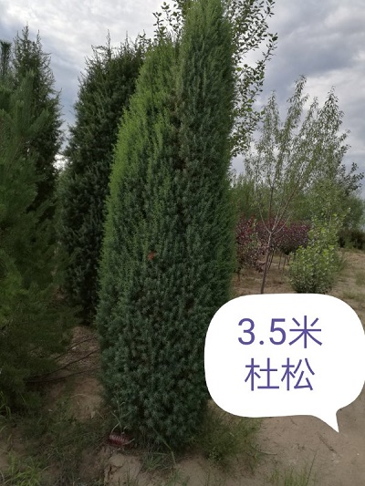 內(nèi)蒙古苗木—杜松