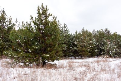 將壟溝（或床步道）用犁犁成深溝，將犁起的土覆到壟（床）兩側(cè)，土壤結(jié)凍前進行壟（床）面?zhèn)确焦嗨嗤腹嘧悖褂退擅缒竞屯寥辣３殖渥愕乃郑詽M足油松苗木越冬期間的少量水分消耗，避免和減輕產(chǎn)生生理干旱現(xiàn)象。