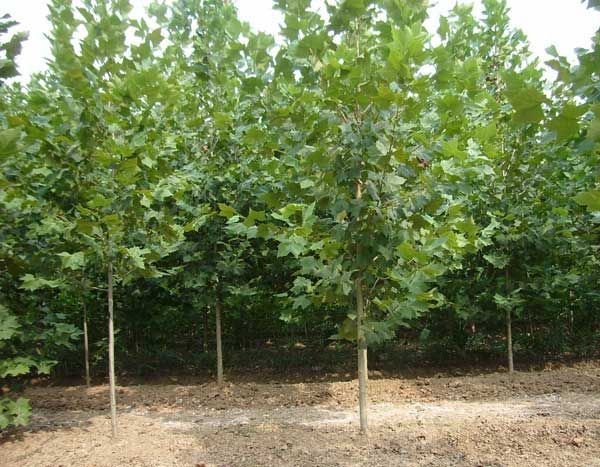 移栽技巧和養(yǎng)護管理的方法有哪些？