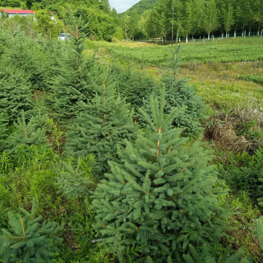 為什么樟子松適合做防腐木？