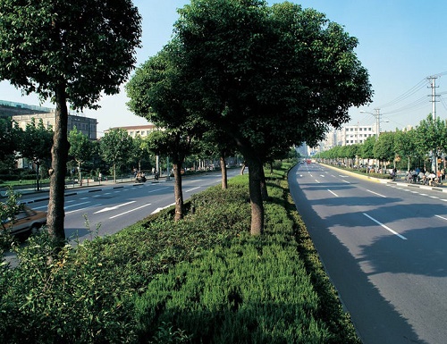 苗木種植慎用的肥料有哪些？